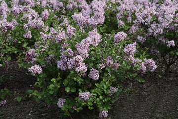 Obraz premium purple flowers of Lilac bush at spring