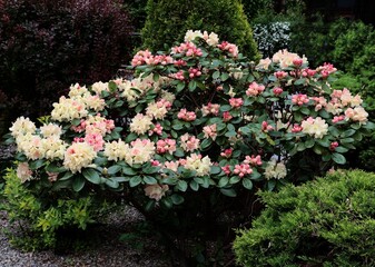 pink flowers of rhododendron bush at spring