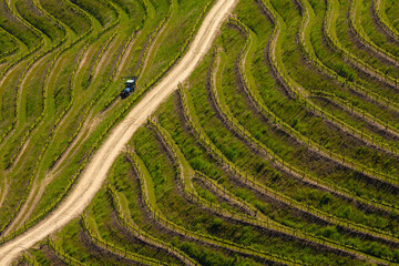UNESCO World Heritage, the Douro Valley beautiful endless lines of Vineyards, in Sao Joao da Pesqueira, Viseu, Portugal.