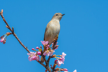 桜の枝にとまる野鳥と青空のコントラスト