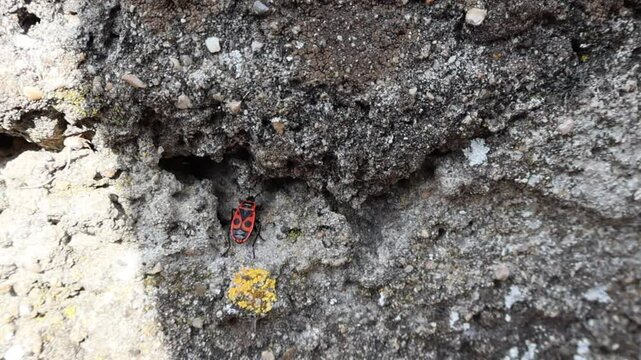 A firebug Pyrrhocoris apterus on a stone