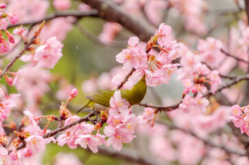 桜の花とメジロの春の出会い