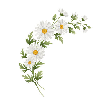 Elegant white daisy floral illustration with green leaves on a transparent background for designs