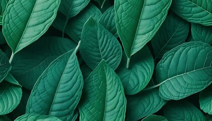 Obraz premium A rich tapestry of vivid green leaves creates a lush, tranquil, and vibrant botanical illustration.