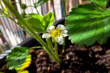 Strawberry Plant Blooming in Garden Pot with Fresh Foliage