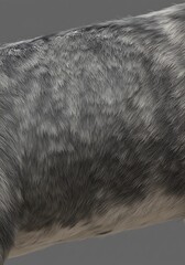 Silvered Coat