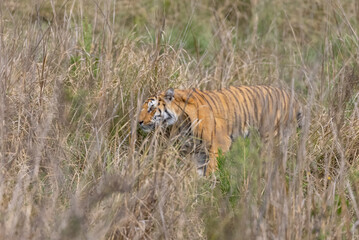 Male tiger  (Panthera tigris) walking at jungle with natural green background of forest.