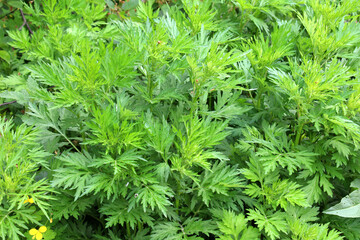 Wormwood (Artemisia vulgaris) grows in nature