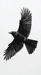 Fototapeta premium Dark crow soaring in flight