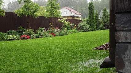 Oak trees, thujas and a flower bed with various plants grow on a grassy lawn near a metal fence. It is raining heavily in the summer and water is pouring from the roof of the house through a drainpipe