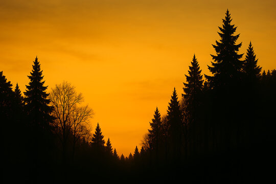 Golden light painted the mountain landscape and forest trees during a beautiful sunset