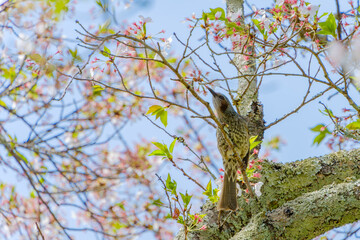 春の桜の木にとまるヒヨドリの姿