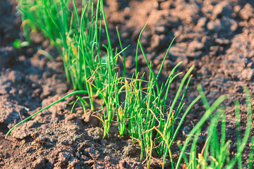 Young green onion shoots sprouting from rich soil in a garden. Slender plants are bathed in soft natural light, highlighting their fresh growth against earthy background