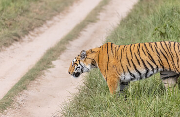 Fototapeta premium Male tiger (Panthera tigris) walking at jungle with natural green background of forest.
