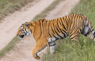 Male tiger  (Panthera tigris) walking at jungle with natural green background of forest.