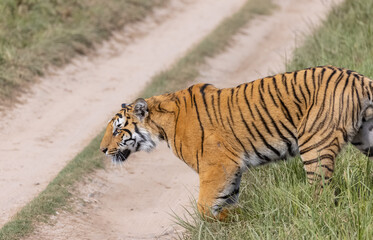 Male tiger  (Panthera tigris) walking at jungle with natural green background of forest.