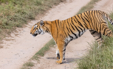 Male tiger  (Panthera tigris) walking at jungle with natural green background of forest.