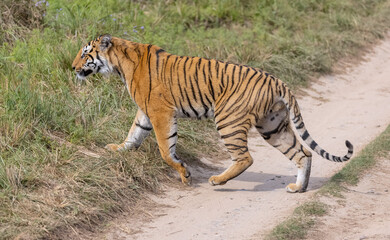 Male tiger  (Panthera tigris) walking at jungle with natural green background of forest.