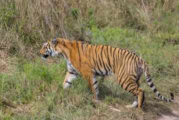 Male tiger  (Panthera tigris) walking at jungle with natural green background of forest.