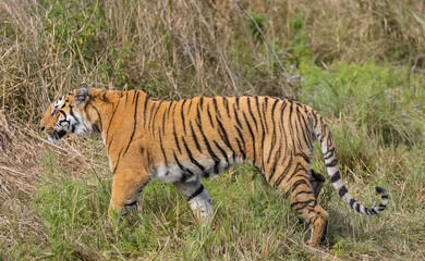 Male tiger  (Panthera tigris) walking at jungle with natural green background of forest.