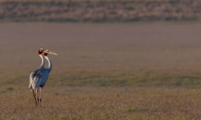 Sarus Crane (Grus antigone) bird pair walking at the grassland of jim corbett forest.
