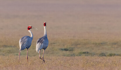 Sarus Crane (Grus antigone) bird pair walking at the grassland of jim corbett forest.