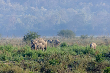 Obraz premium Asiatic elephant (Elephas maximus) in the forest of Corbett Tiger Reserve.