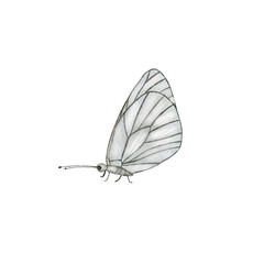 White and grey butterflies illustration, isolated white butterfly on a white background, butterfly elements in watercolor technique