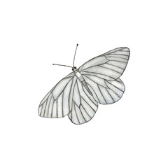 White and grey butterflies illustration, isolated white butterfly on a white background, butterfly elements in watercolor technique