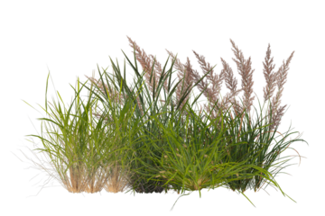 Grass bush with flowers collection, shrub plants on transparent background