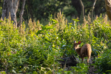 Barking deer or Indian muntjac (Muntiacus muntjak) in the forest.