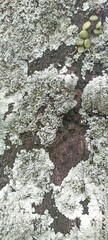 Lichen-Covered Tree Bark with Small Green Fern Spores. Close-up of textured tree bark with white lichen growth and small green spores. Great for nature backgrounds and organic-themed design