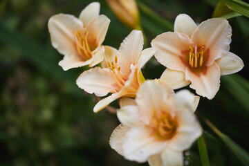 Close-up of delicate peach-colored lilies blooming in a garden with green leaves.