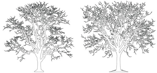 Simple tree elevation block cad line drawing vector illustration, Contour of beautiful trees, set. © shahzad
