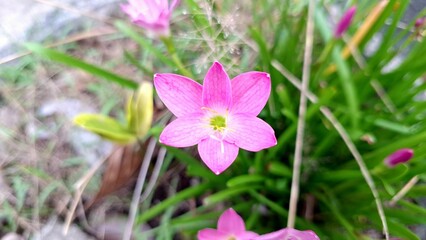 Vibrant Pink Zephyranthes minuta Blooms: Rain Lilies Flowering After Rainfall, Detailed View of Petals and Green Leaves in Natural Setting