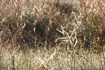 Plants in a meadow near the Staritsa River in the morning near the village of Agro-Pustyn in the Ryazan region