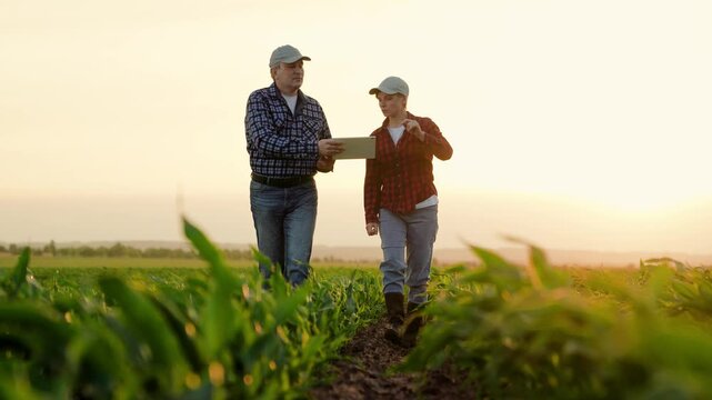 Teamwork, Farmers inspect young shoots of corn in field. Farmers work in cornfield using digital tablet. Agribusiness. Man, woman, field, tablet computer. Modern technologies agricultural business