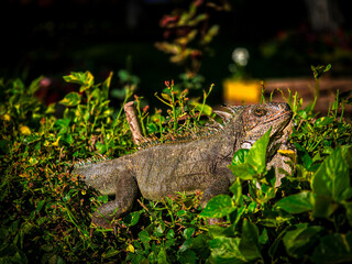 Obraz premium Iguana posing on the leaves while feeding.
