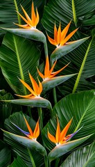 Image of Tropical birds of paradise printed on Printed Glass Splashbacks
