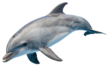 Fototapeta premium dolphin, png transparent background