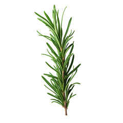 Fototapeta premium A single rosemary branch