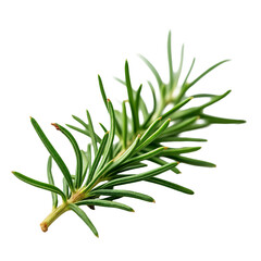 Fototapeta premium A close up of a sprig of rosemary