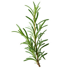 Obraz premium A close up of a rosemary plant