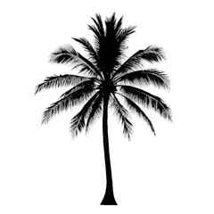 Elegant Black and White Silhouette of a Palm Tree