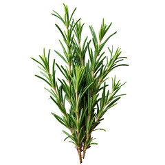 Fototapeta premium A bunch of green leaves