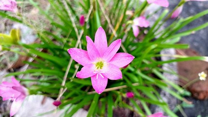 Fototapeta premium Close-Up of Pink Rain Lily Flowers: Zephyranthes minuta Blooms with Bright Pink Petals in a Garden Environment, Lush Greenery