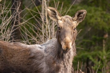 Portrait of young bull moose