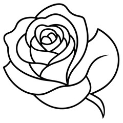 Botanical Rose Flower Line Drawing – Thin Line Vector on White Background
