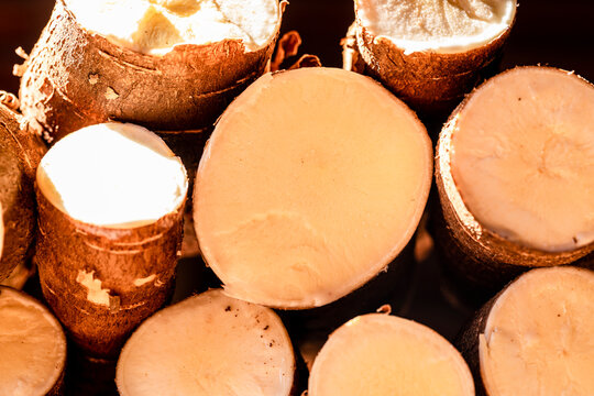 Cassava, also called manioc, yuca, balinghoy, mogo, mandioca, kamoteng kahoy, tapioca and manioc root, a woody shrub of the Euphorbiaceae family native to South America.