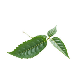 Obraz premium A single green leaf